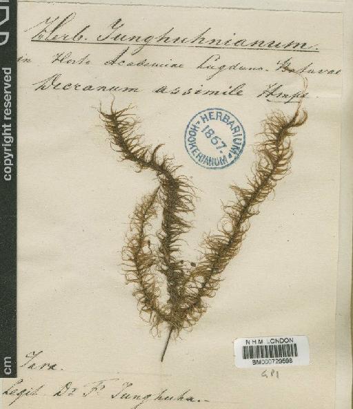 Dicranoloma assimile (Hampe) Paris - BM000729598