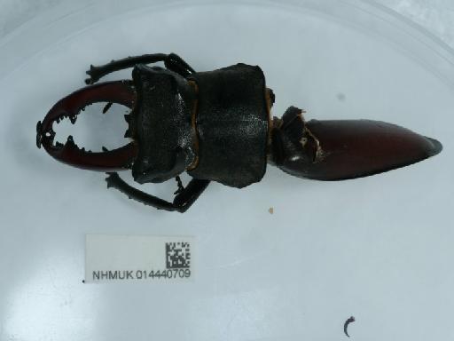 Lucanus cervus (Linnaeus, 1758) - 014440709_7