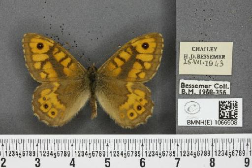 Lasiommata megera ab. pallida Gillmer, 1908 - BMNHE_1066908_28595