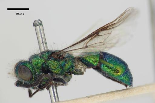 Chrysis lama Mocsary, A., 1914 - Chrysis_lama-BMNH(E)#970892_type-lateral-2X