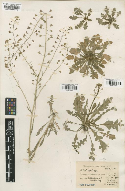 Capsella bursa-pastoris (L.) Medik. - BM001134567