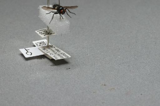 Nyctia halterata (Panzer, 1798) - 015120465_additional_4