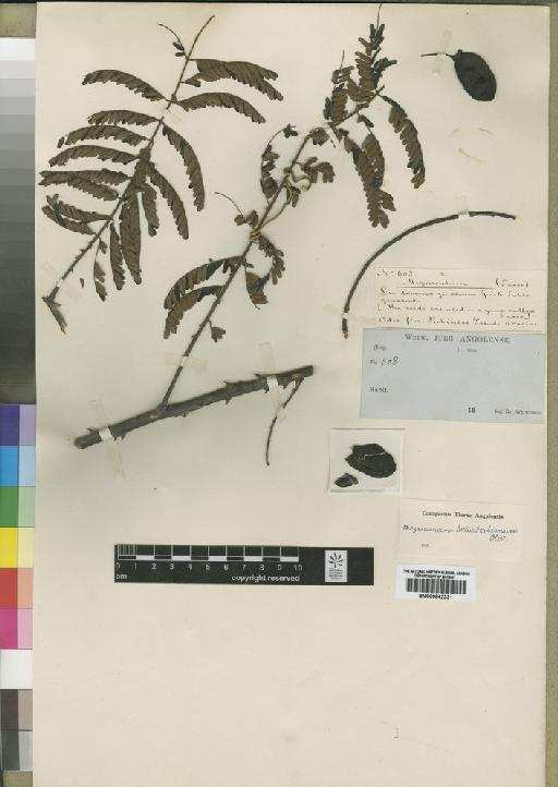 Caesalpinia welwitschiana (Oliv.) Brenan - BM000842331