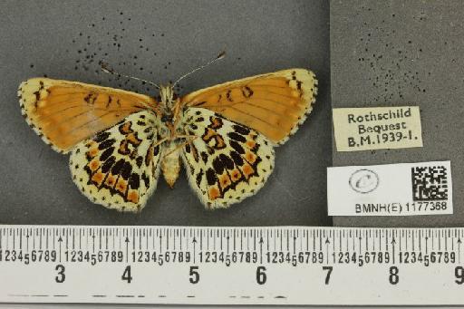 Melitaea cinxia ab. wittei Geest, 1903 - BMNHE_1177368_49451