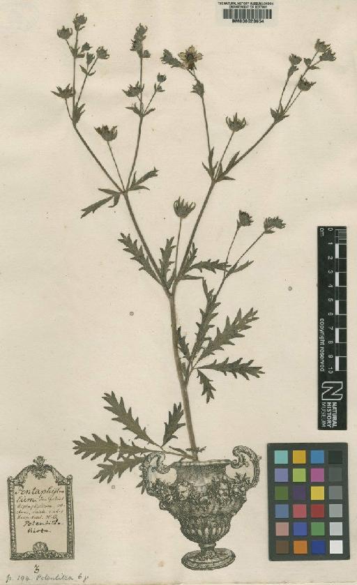 Potentilla argentea L. - BM000628654