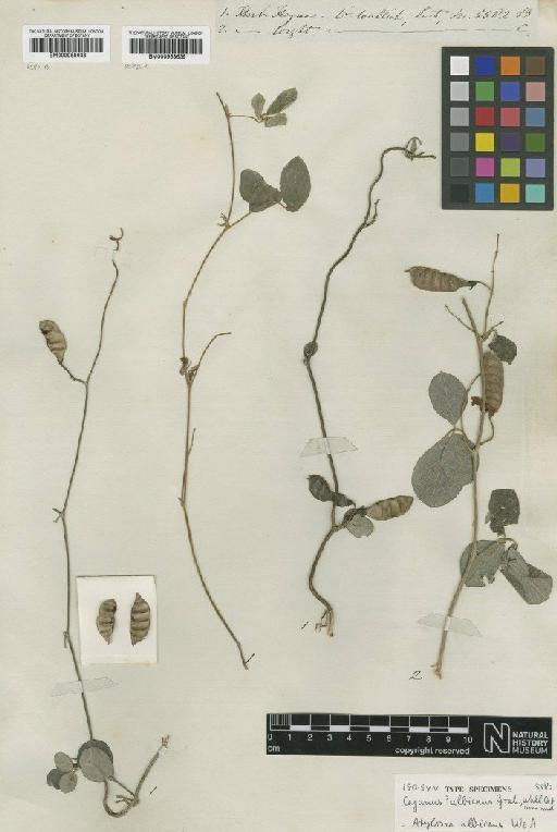 Atylosia albicans (Wight & Arn.) Benth. - BM000958638