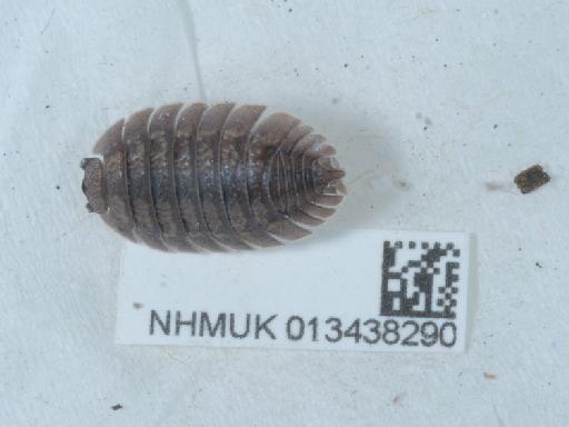 Porcellio dilatatus Brandt, 1831 - 013438290_2
