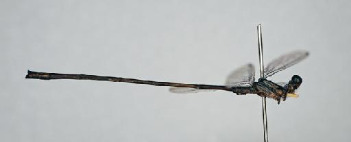 Elattoneura nigerrima (Laidlaw, 1917) - BMNHE_1201776-Elattoneura_nigerrima-specimen-lateral_habitus