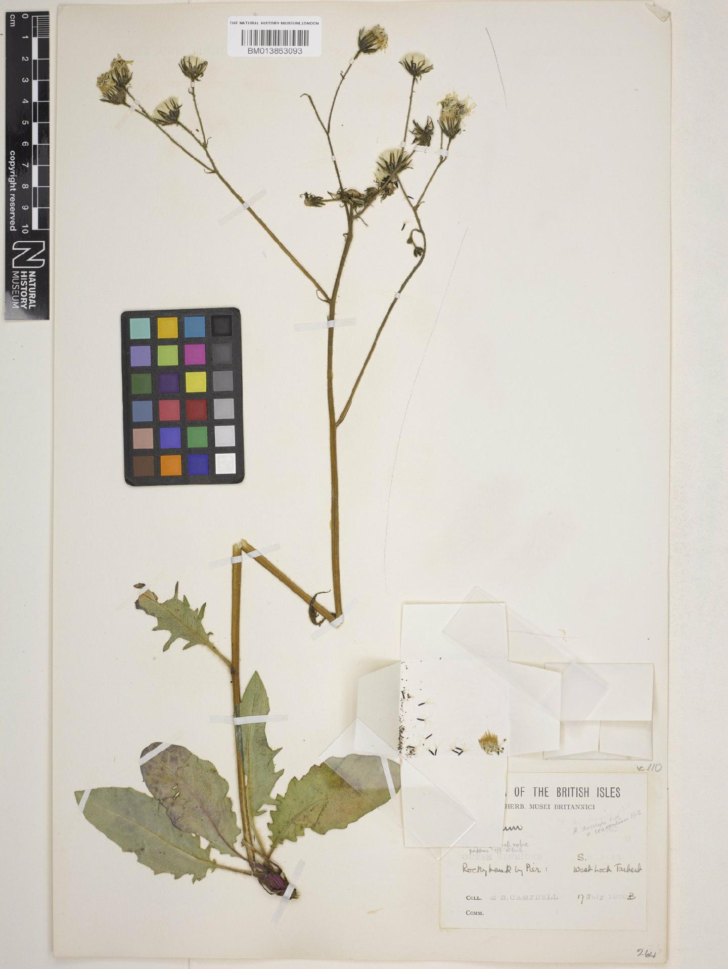 To NHMUK collection (Hieracium cravoniense (F.Hanb.) Roffey; NHMUK:ecatalogue:10178753)