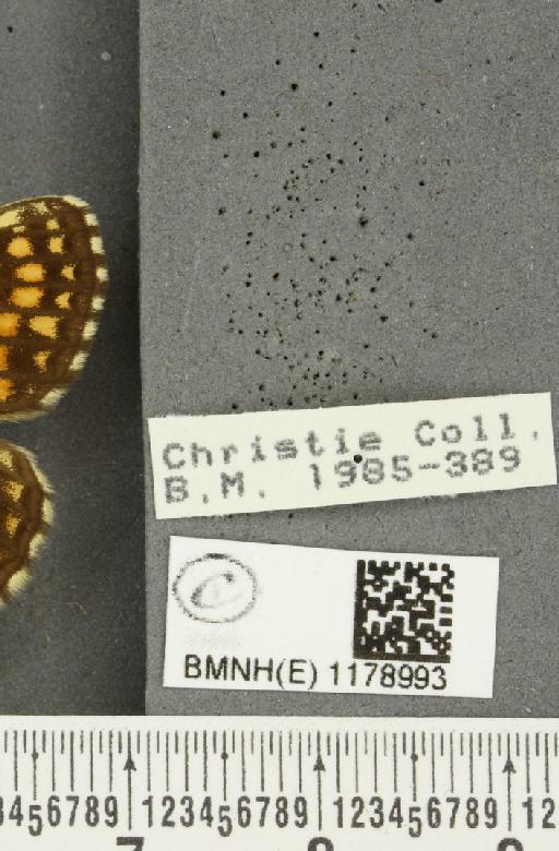 Melitaea athalia (Rottemburg, 1775) - BMNHE_1178993_label_56690