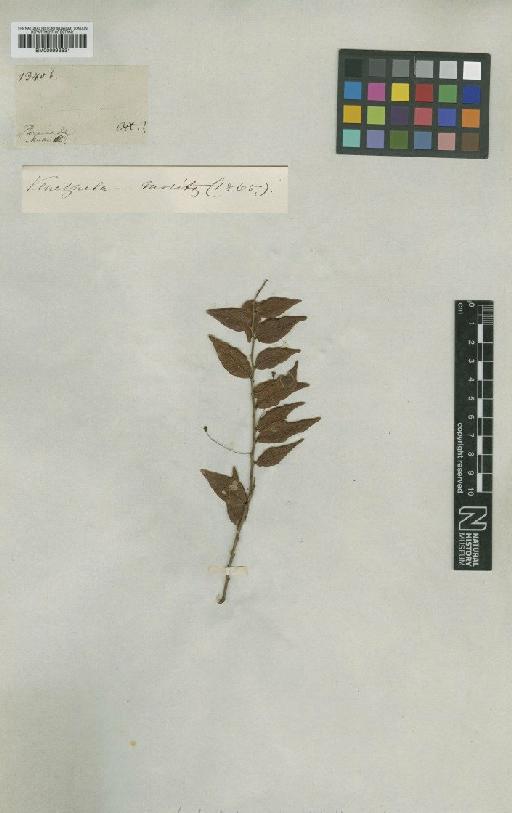 Sphyrospermum cordifolium Benth. - BM000993631