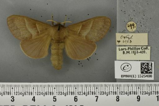 Macrothylacia rubi (Linnaeus, 1758) - BMNHE_1525488_196119