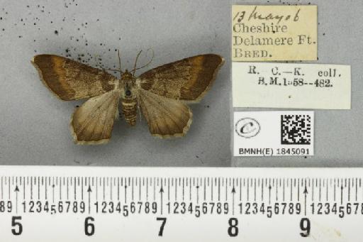 Macaria liturata ab. nigrofulvata Collins, 1905 - BMNHE_1845091_421525