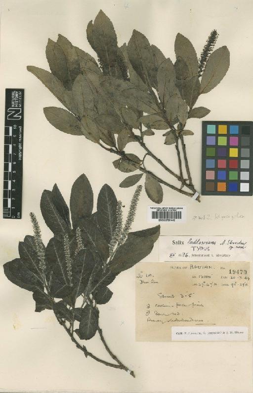 Salix ludlowiana A.K.Skvortsov - BM000797442