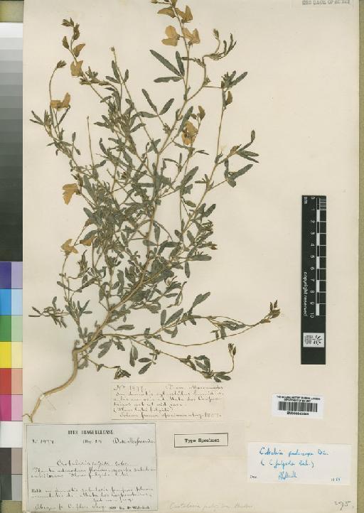 Crotalaria podocarpa DC. - BM000843585