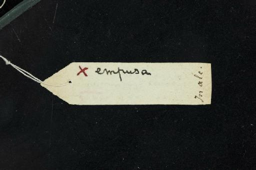 Rhinolophus empusa Andersen, 1904 - 1893_7_9_33-Rhinolophus_empusa-Holotype-Skull-label_reverse