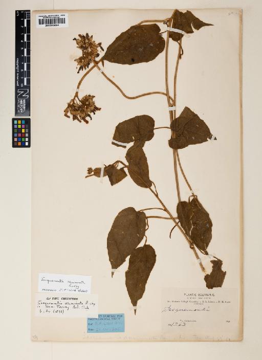 Jacquemontia acuminata Rusby - 000906094