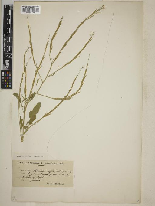 Brassica nigra (L.) W.D.J.Koch - BM000913789