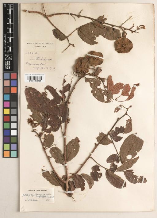 Dalbergia pachycarpa (De Wild. & T.Durand) Ulbr. & De Wild. - BM013405980