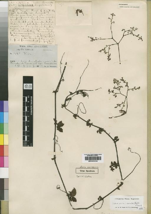 Cissus crassiuscula (Baker) Planch. - BM000838266