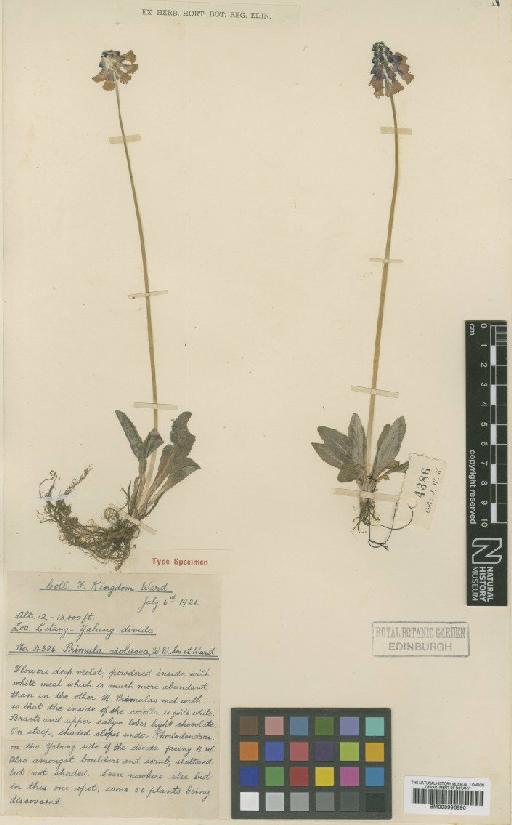 Primula violacea W.W.Sm. & Kingdon-Ward - BM000996890