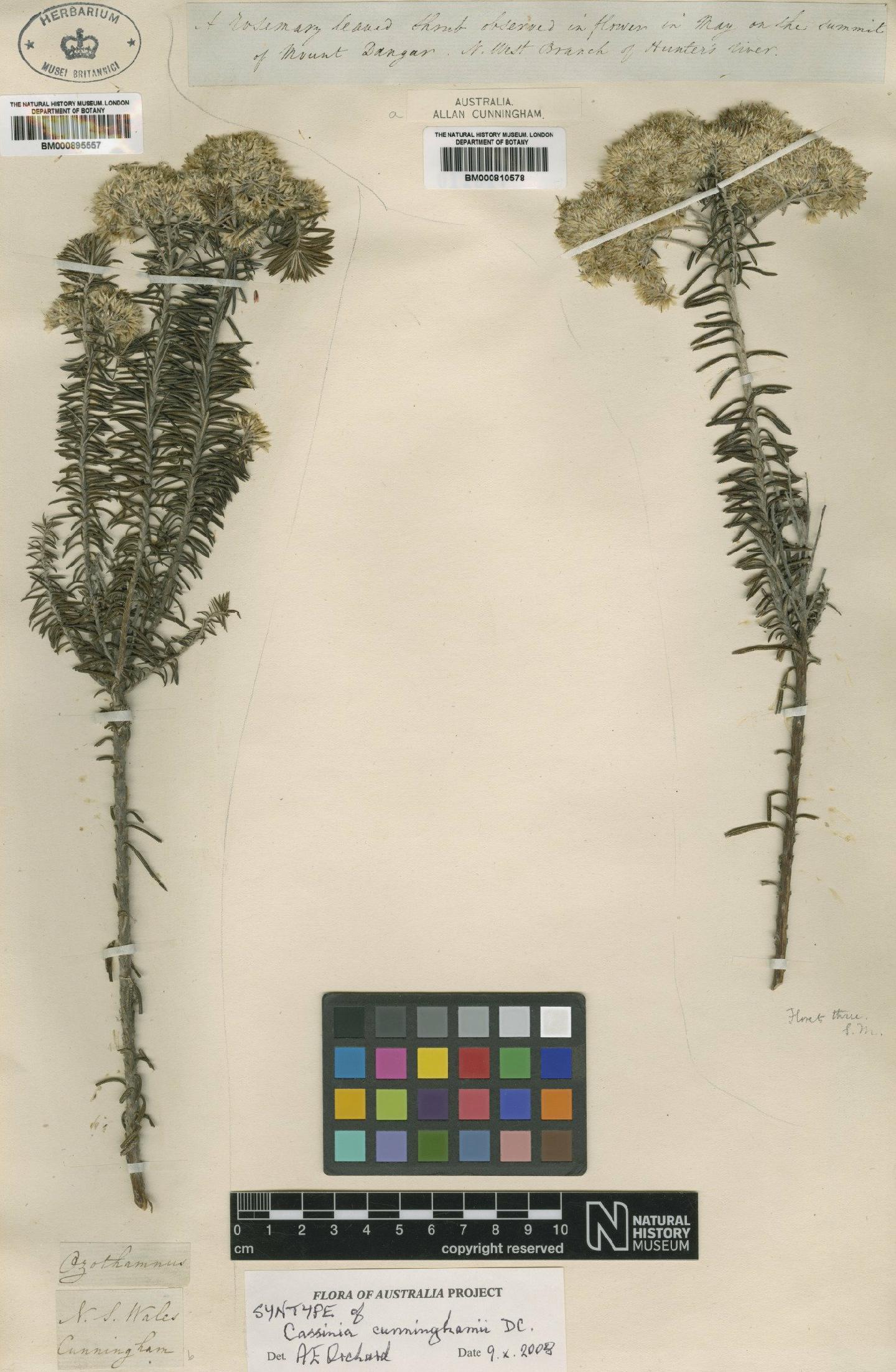 To NHMUK collection (Helichrysum cunninghamii (DC.) Benth.; Syntype; NHMUK:ecatalogue:442892)