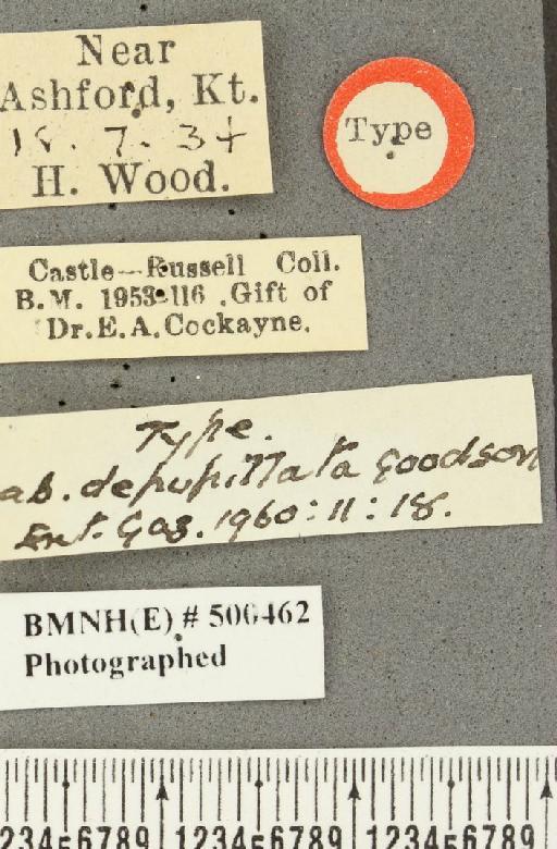 Pyronia tithonus britanniae ab. depupillata Goodson, 1960 - BMNHE_500462_label_798