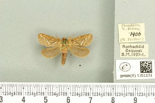 Korscheltellus lupulina ab. dacicus Caradja, 1893 - BMNHE_1351131_186243