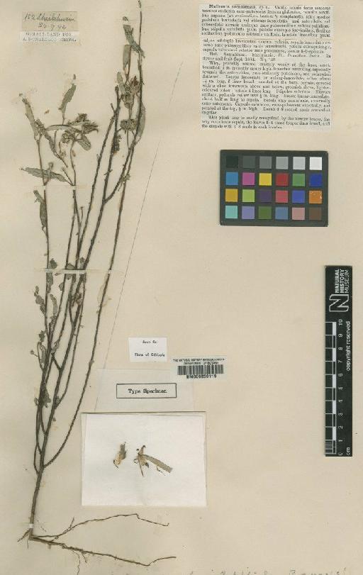 Melhania somalensis Baker f. - BM000630119