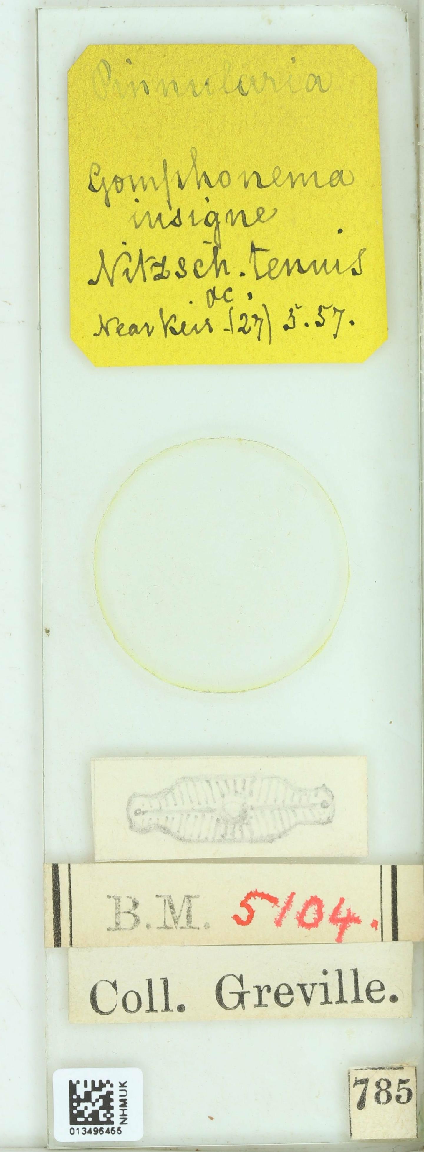 To NHMUK collection (Gomphonema affine var. insigne (W.Greg.) G.W.Andrews; NHMUK:ecatalogue:4746751)