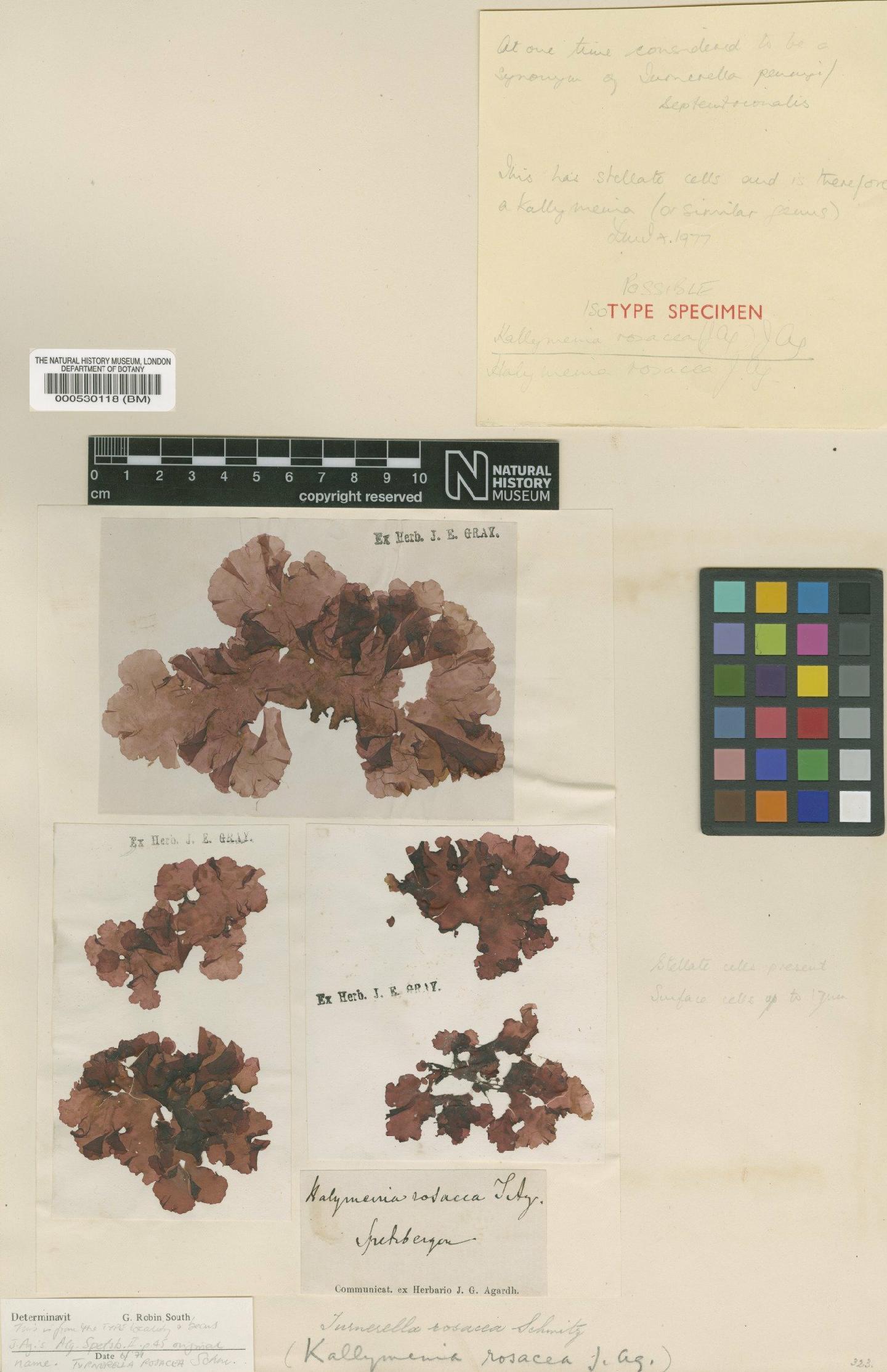 To NHMUK collection (Turnerella pennyi (Harv.) F.Schmitz; TYPE; NHMUK:ecatalogue:2391224)