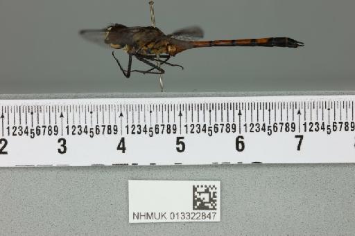 Agrionoptera insignis allogenes Tillyard, 1908 - 013322847_lateral