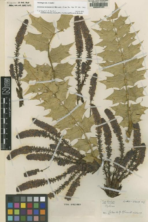 Mahonia monyulensis Arhendt - BM000603651