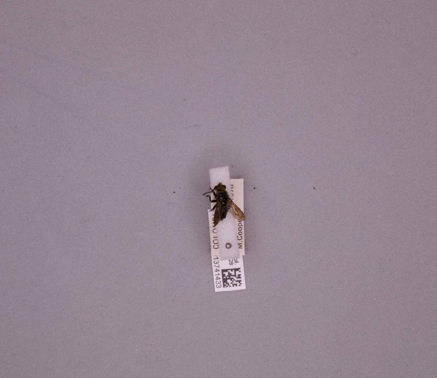 Itacuphocera