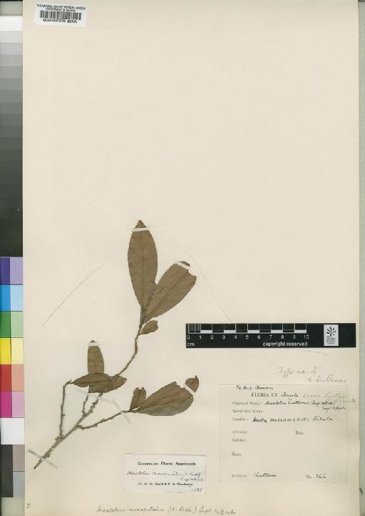 Hexalobus monopetalus (A.Rich.) Engl. & Diels - BM000546379