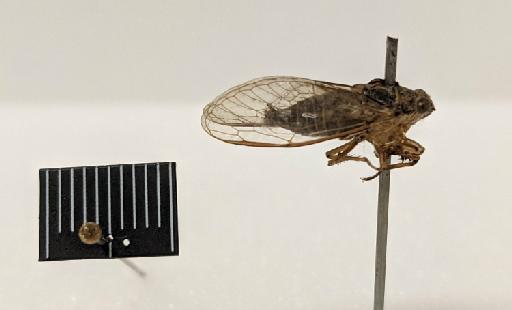 Tettigonia cruentata Fabricius, 1775 - BMNHE668764_Type_Tettigonia_cruentata_lateral_2