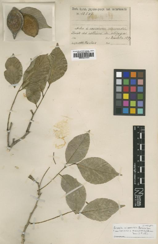 Lonchocarpus nicoyensis (Donn.Sm.) Pittier - BM000931883