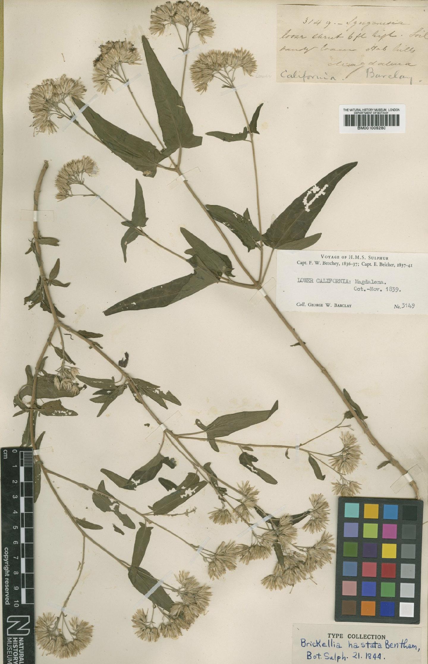 To NHMUK collection (Brickellia hastata Benth.; Type; NHMUK:ecatalogue:562304)