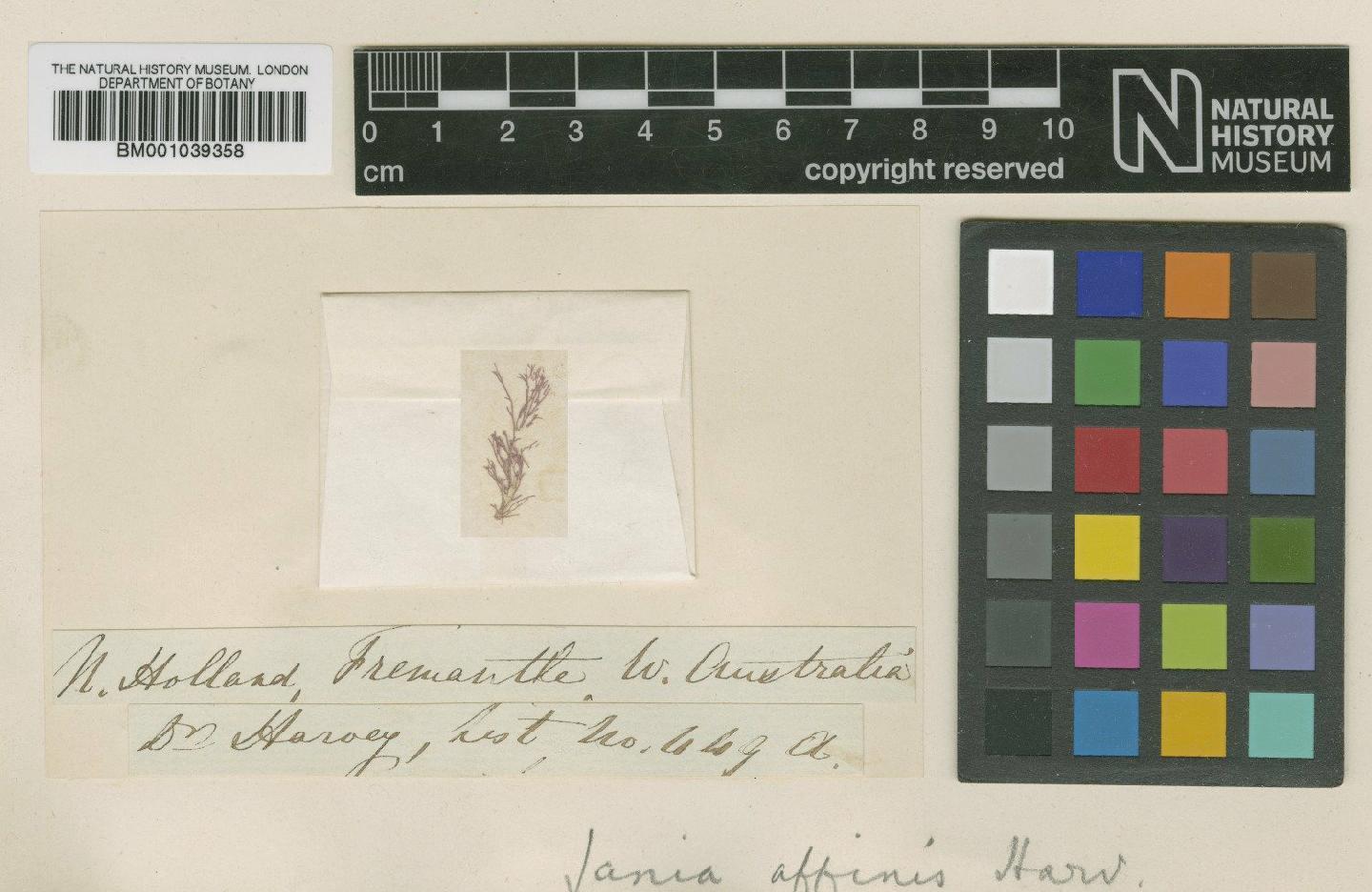 To NHMUK collection (Jania affinis Harv.; TYPE; NHMUK:ecatalogue:712463)