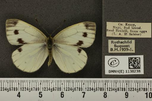 Pieris napi britannica Müller & Kautz, 1939 - BMNHE_1138238_90672