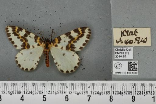 Abraxas grossulariata (Linnaeus, 1758) - BMNHE_1883348_439237