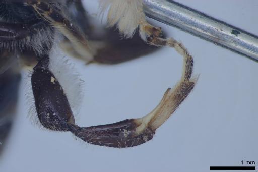 Nomia (Stictonomia) megacantha Cockerell, 1916 - 010644143-NHMUK-Nomia_megacantha-holotype-male-right_hind_leg-anterior-2_5x
