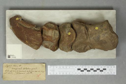Iguanodon Mantell, 1825 - 010035131_L010221015