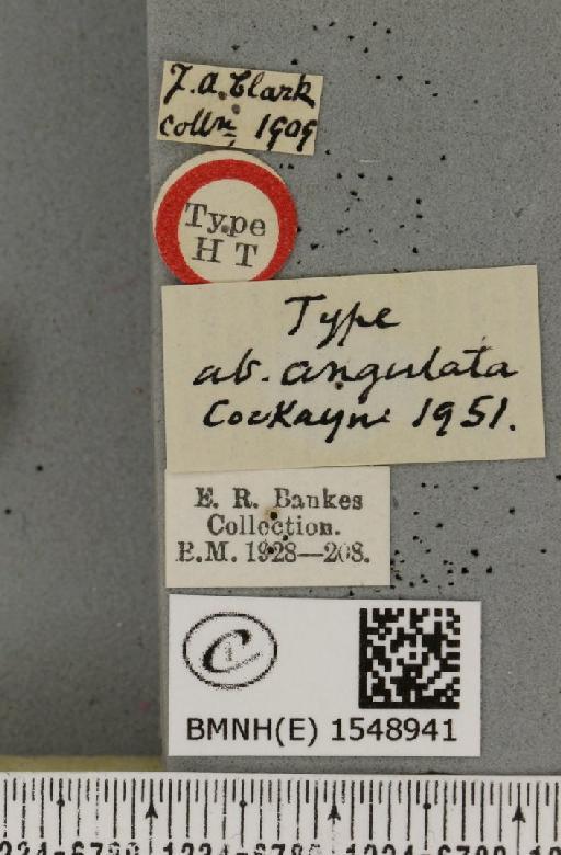 Cymatophorina diluta hartwiegi ab. angulata Cockayne, 1951 - BMNHE_1548941_label_237864