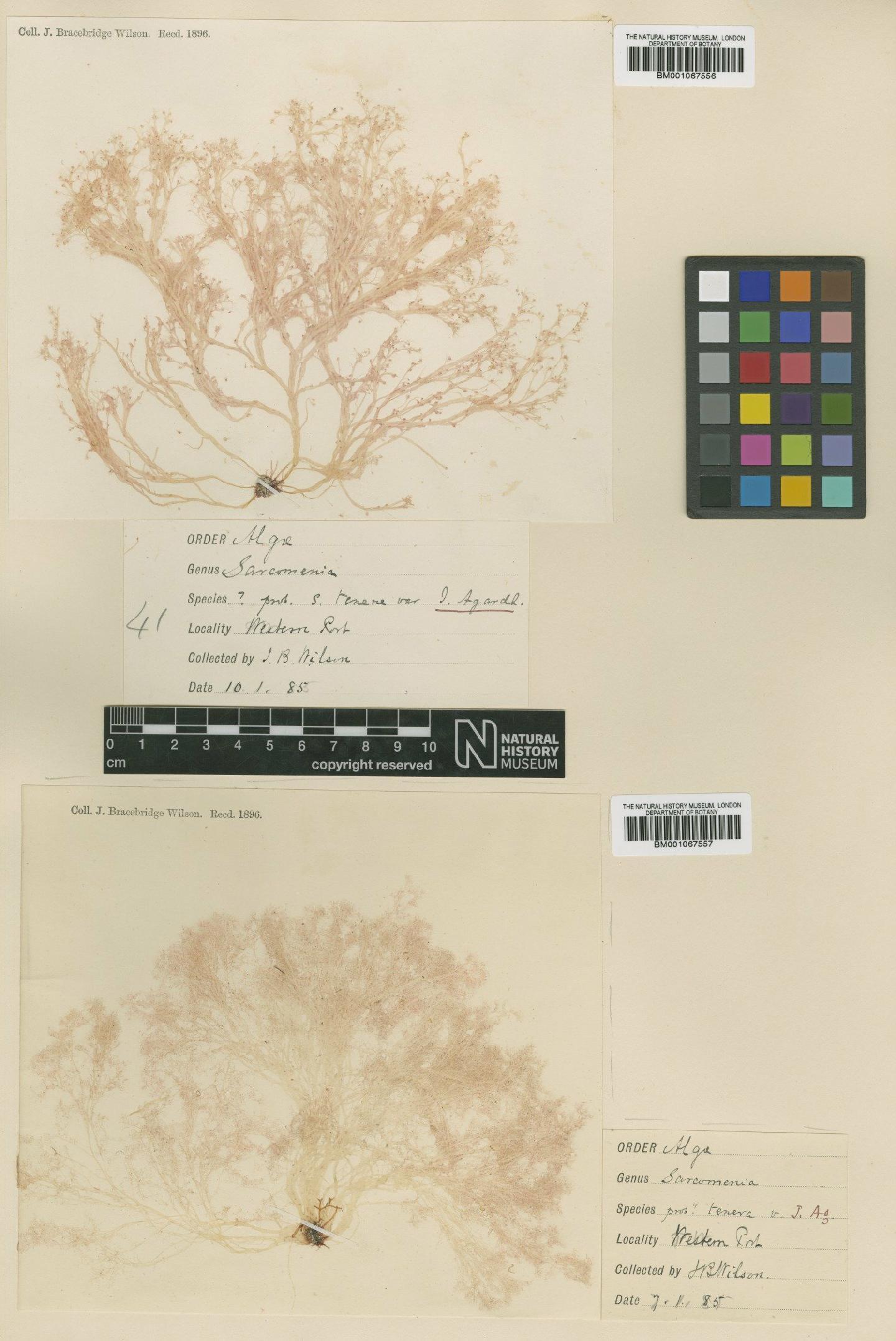 To NHMUK collection (Platysiphonia corymbosa (J.Agardh) Womersley & Shepley; TYPE; NHMUK:ecatalogue:2301706)