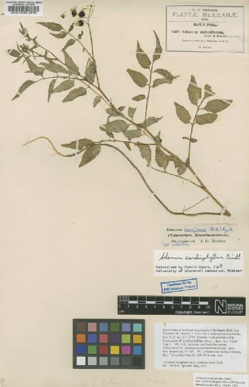 Solanum cardiophyllum Lindl. - BM000543893