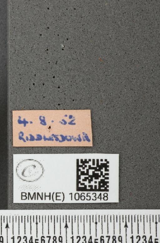 Coenonympha pamphilus ab. latiora Leeds, 1950 - BMNHE_1065348_label_26569