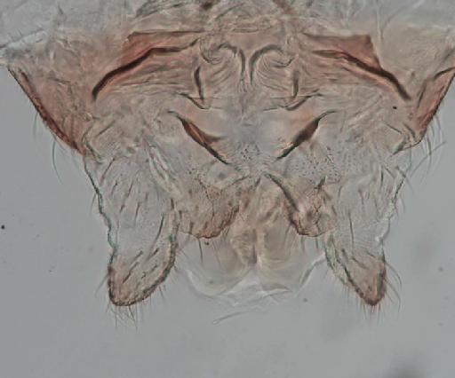Simulium (Xenosimulium) neireti Roubaud, 1905 - 010194559_S_X_neireti_Female_Terminalia