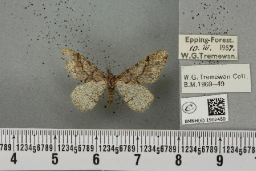 Agriopis leucophaearia (Denis & Schiffermüller, 1775) - BMNHE_1902460_463005