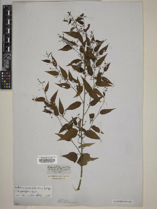 Byttneria parviflora Benth. - BM000522458